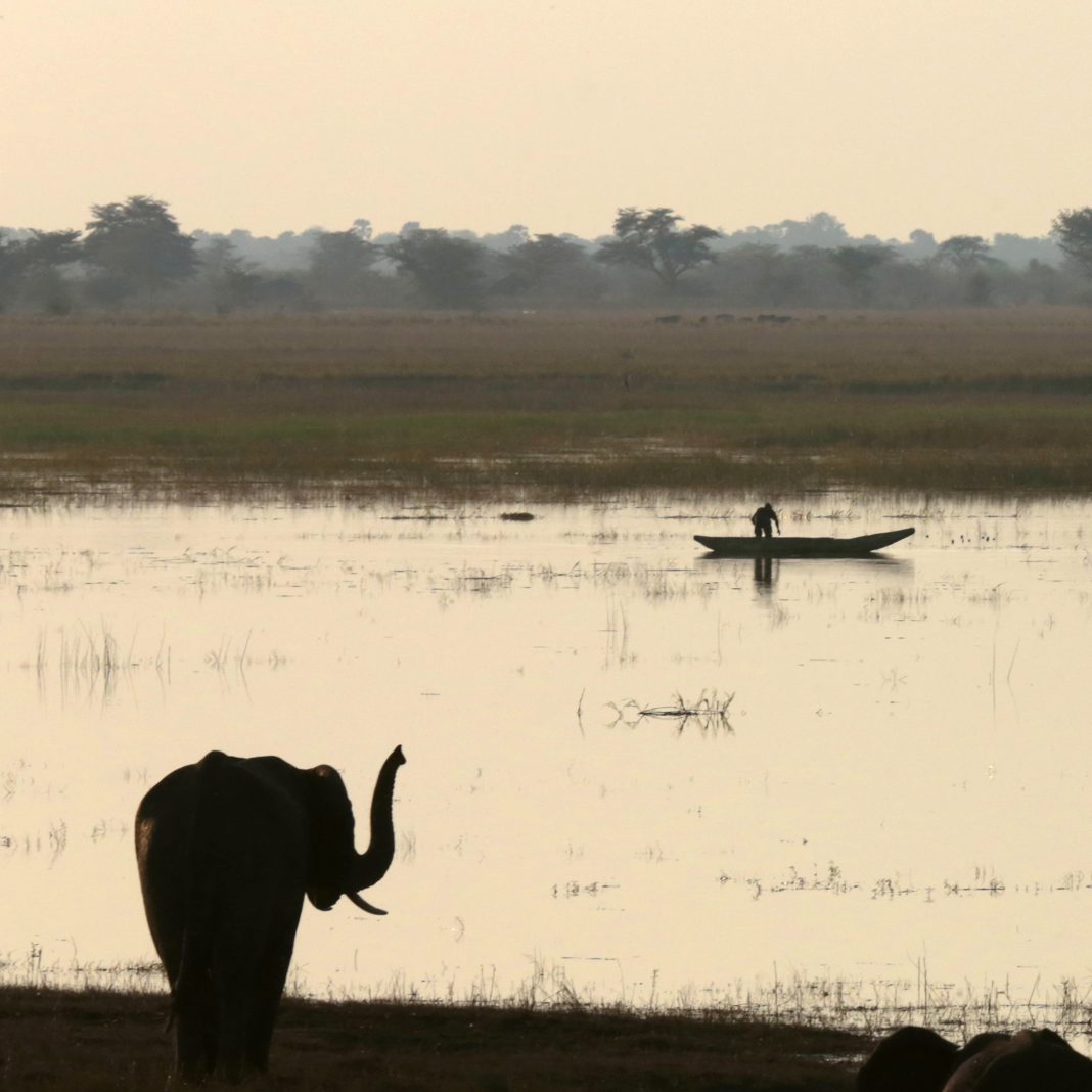 Elefante-oka_A_Canela