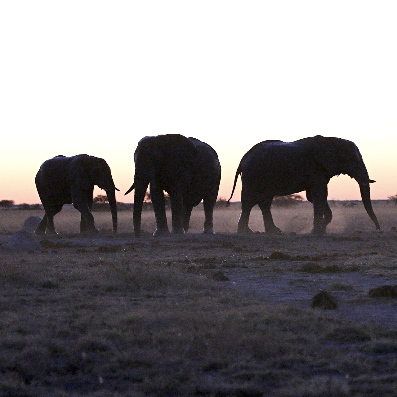 Gigantes del Kalahari