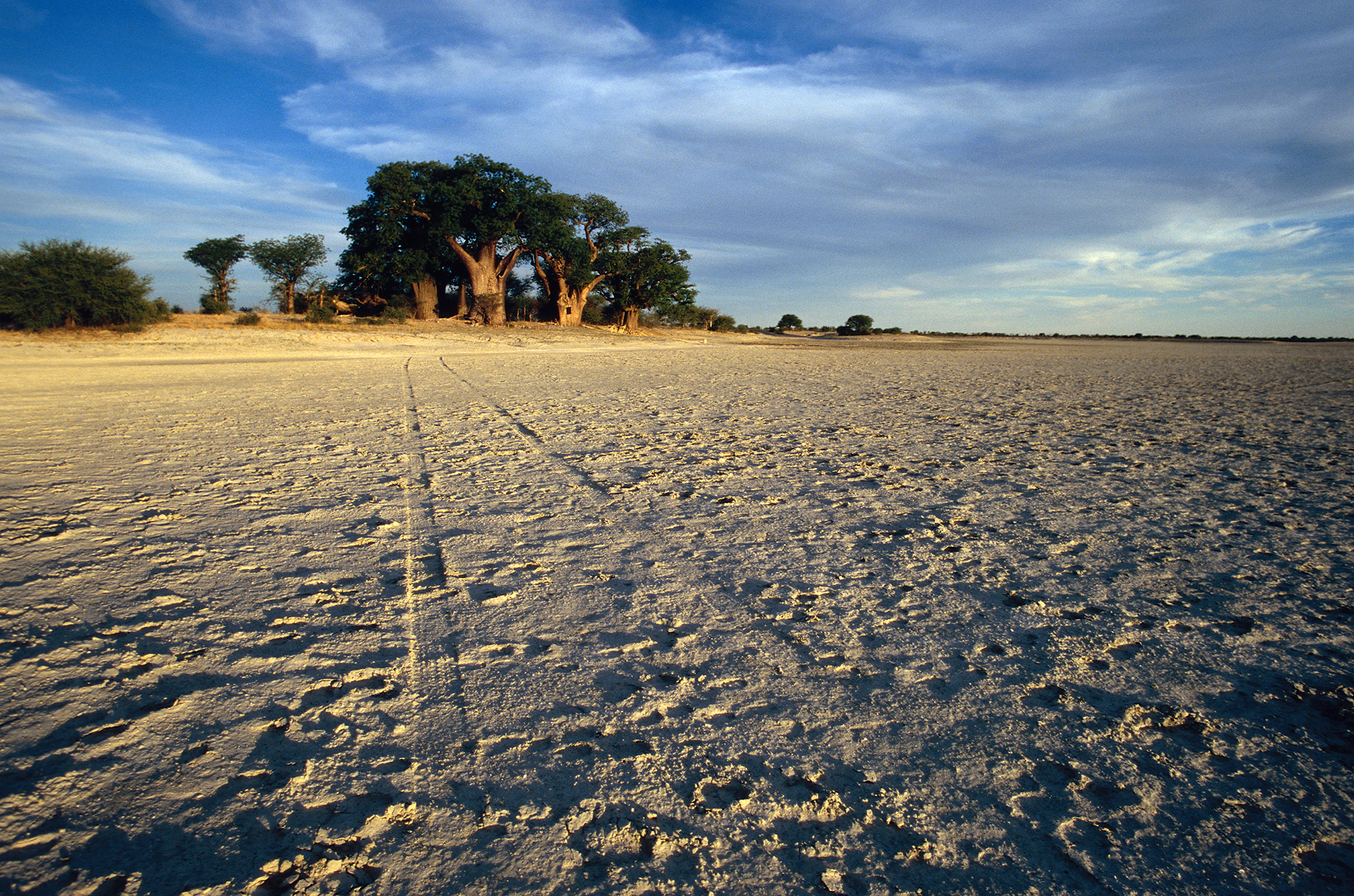 Baobabs, tesoros vivos