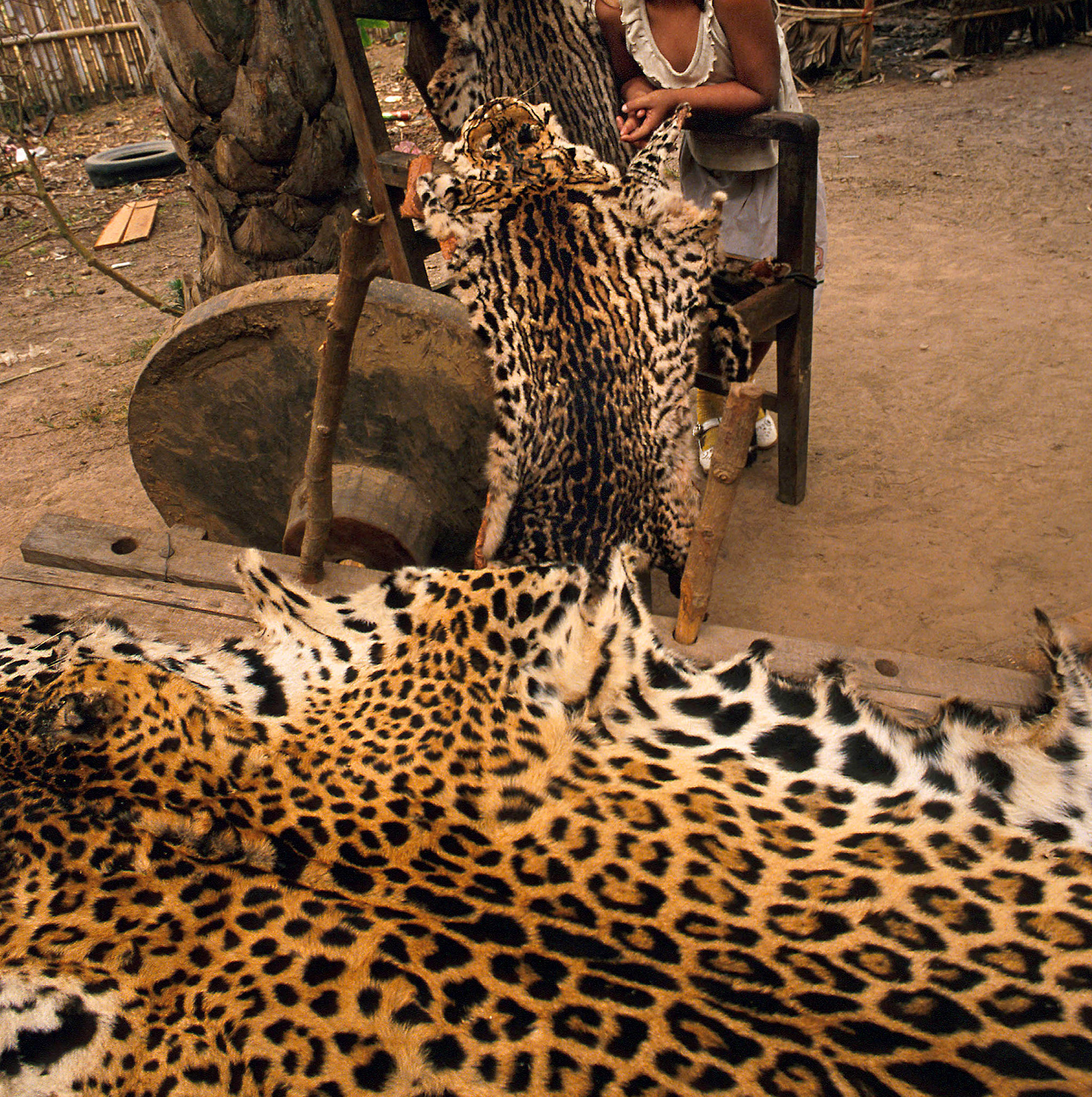 Grandes felinos y tráfico de especies en el Amazonía