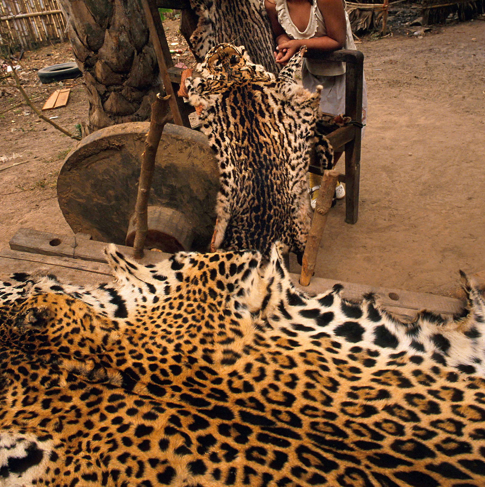 Grandes felinos y tráfico de especies en el Amazonía - Panteras by Andoni  Canela